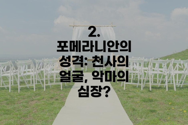 2. 포메라니안의 성격: 천사의 얼굴, 악마의 심장?
