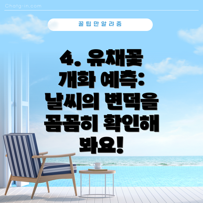 4. 유채꽃 개화 예측: 날씨의 변덕을 꼼꼼히 확인해 봐요!