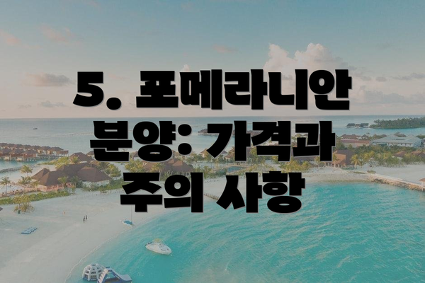 5. 포메라니안 분양: 가격과 주의 사항